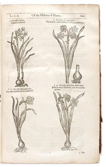 Gerard, John (1545-1612) The Herball or General Historie of Plantes.